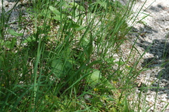 Epipactis