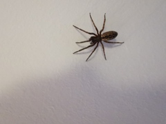 Segestria bavarica