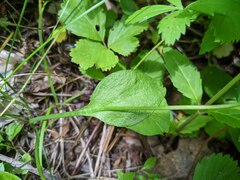 Ophioglossum pusillum