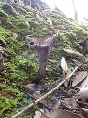 Craterellus cornucopioides