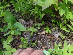 Ophioglossum pusillum