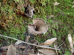 Craterellus cornucopioides
