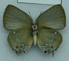 Lycaenidae