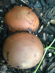 Geastraceae