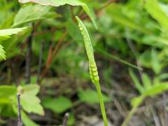 Ophioglossum pusillum