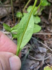 Ophioglossum pusillum