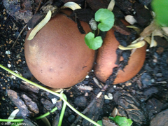 Geastraceae