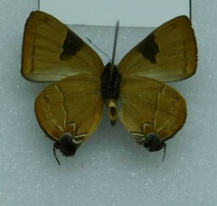Lycaenidae