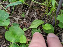 Ophioglossum pusillum