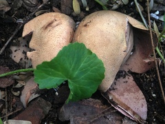 Geastraceae