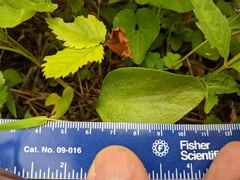 Ophioglossum pusillum