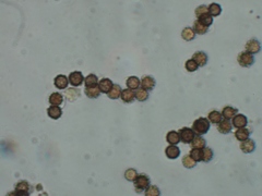 Geastraceae