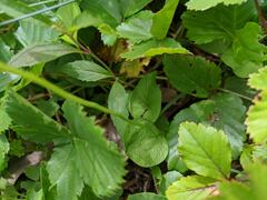 Ophioglossum pusillum