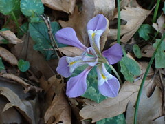 Iris unguicularis