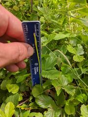 Ophioglossum pusillum