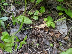 Ophioglossum pusillum