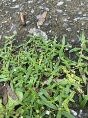 Oldenlandia corymbosa