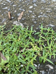 Oldenlandia corymbosa
