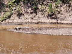 Crocodylia