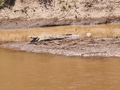 Crocodylia