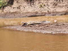 Crocodylia