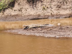 Crocodylia