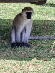Chlorocebus pygerythrus hilgerti