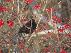 Turdus merula