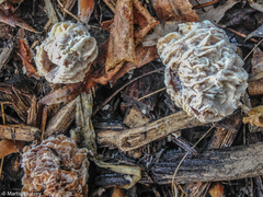 Hypomyces tubariicola