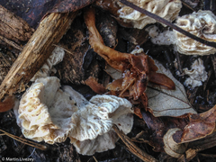 Hypomyces tubariicola