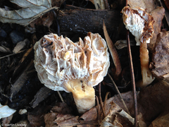 Hypomyces tubariicola