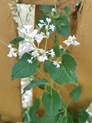 Fallopia baldschuanica