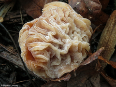 Hypomyces tubariicola