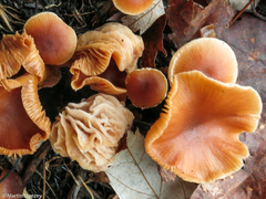 Hypomyces tubariicola
