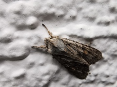 Lithophane furcifera