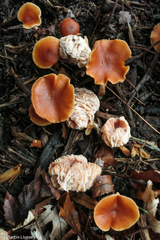 Hypomyces tubariicola