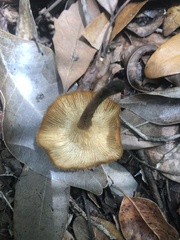 Lentinus crinitus