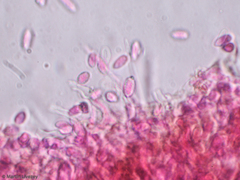 Hypomyces tubariicola
