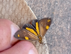 Phaeochlaena lampra