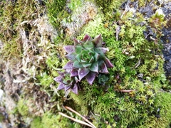 Sempervivum globiferum