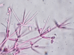 Hypomyces tubariicola