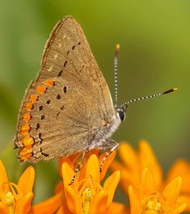 Satyrium titus