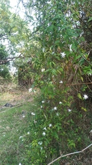 Jasminum nervosum