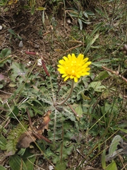 Taraxacum serotinum