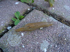 Drusia valenciennii