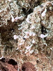 Dibaeis baeomyces
