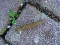 Drusia valenciennii