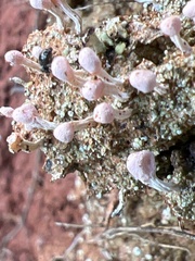 Dibaeis baeomyces