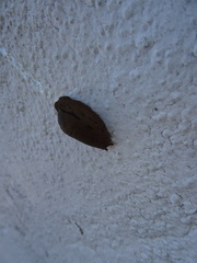 Drusia valenciennii