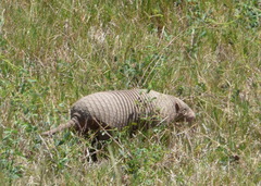 Cabassous chacoensis